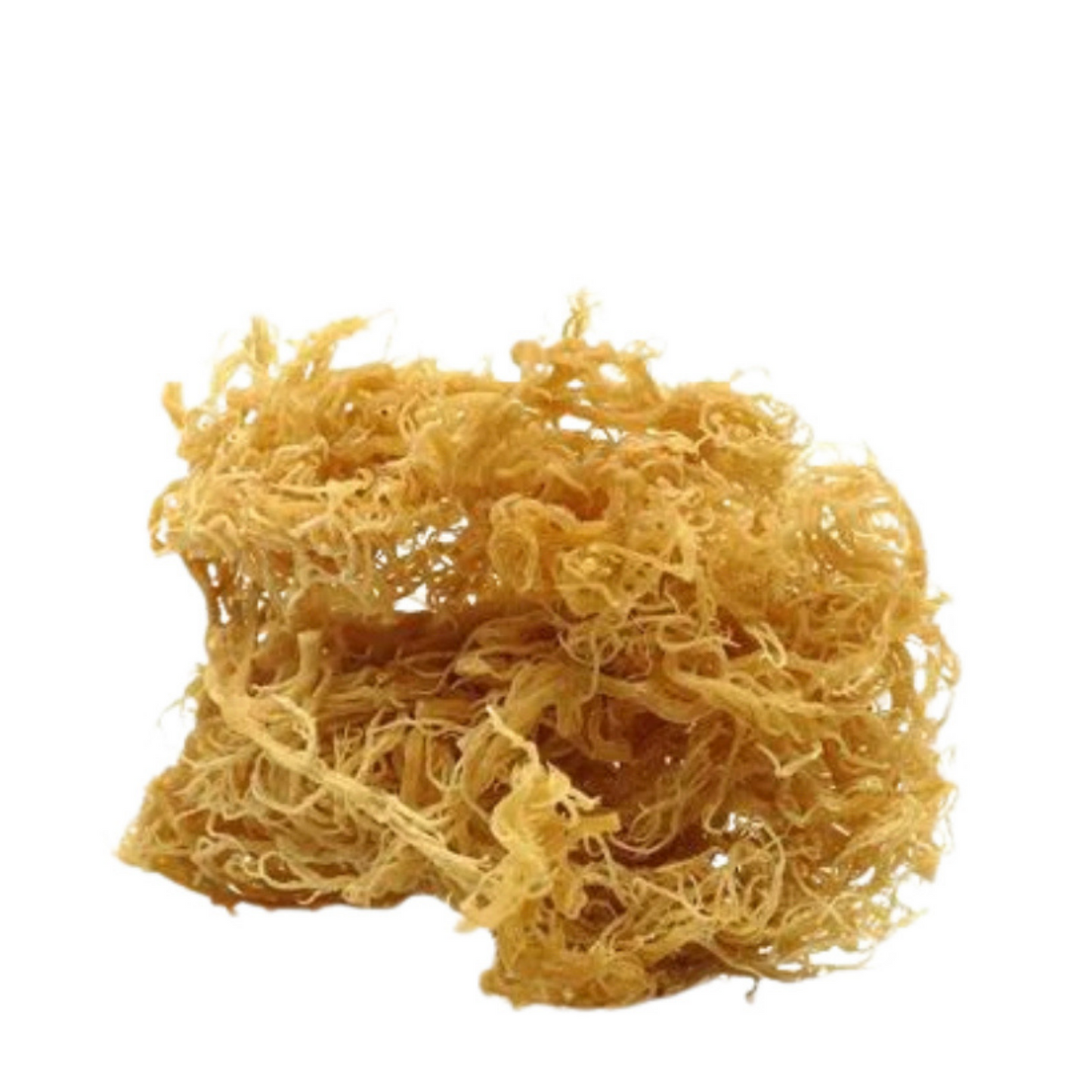 RAW WILDCRAFTED GOLD SEA MOSS